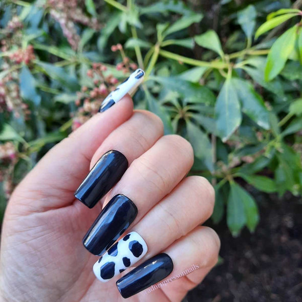 Black Cow